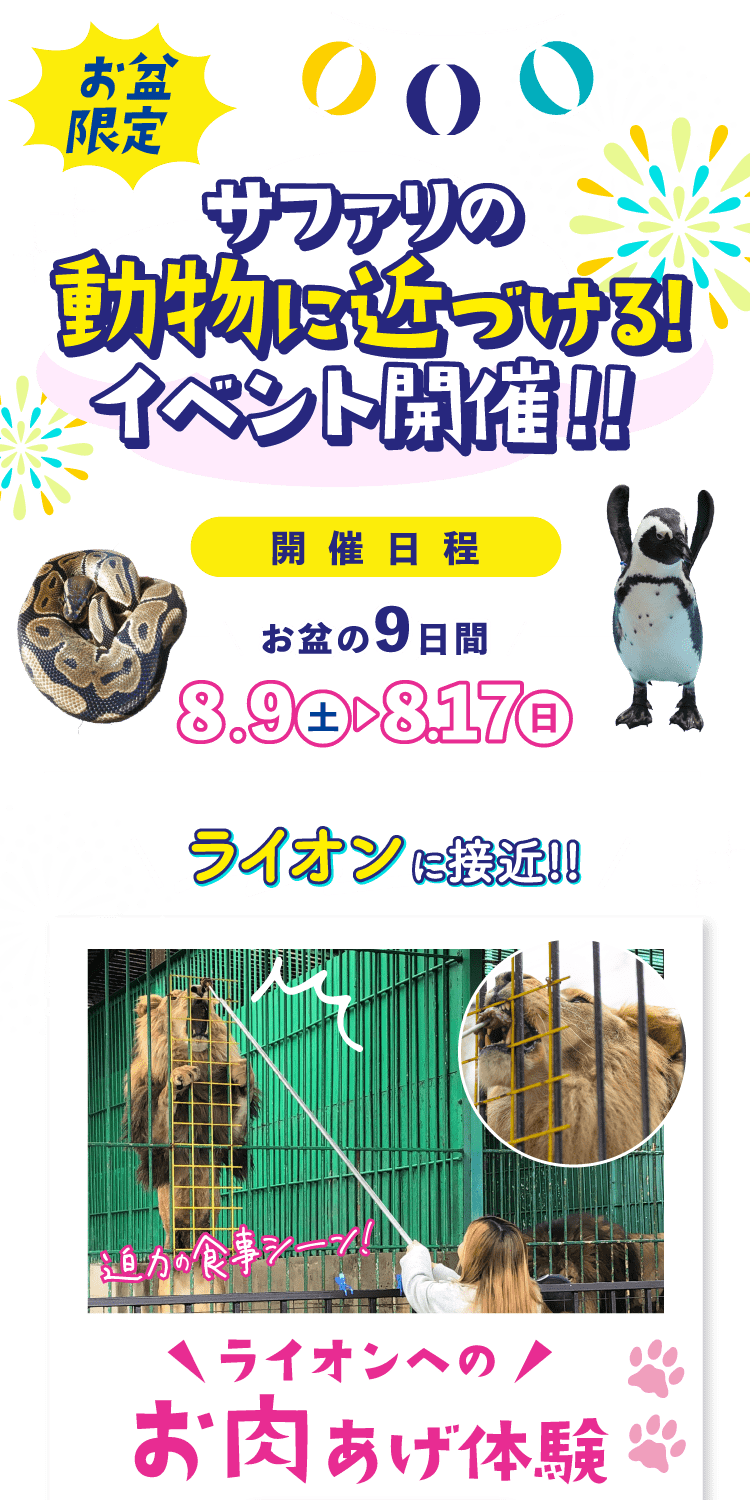 お盆限定 サファリの動物に近づけるイベント開催 ライオンに接近
