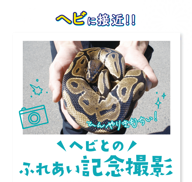 ヘビに接近