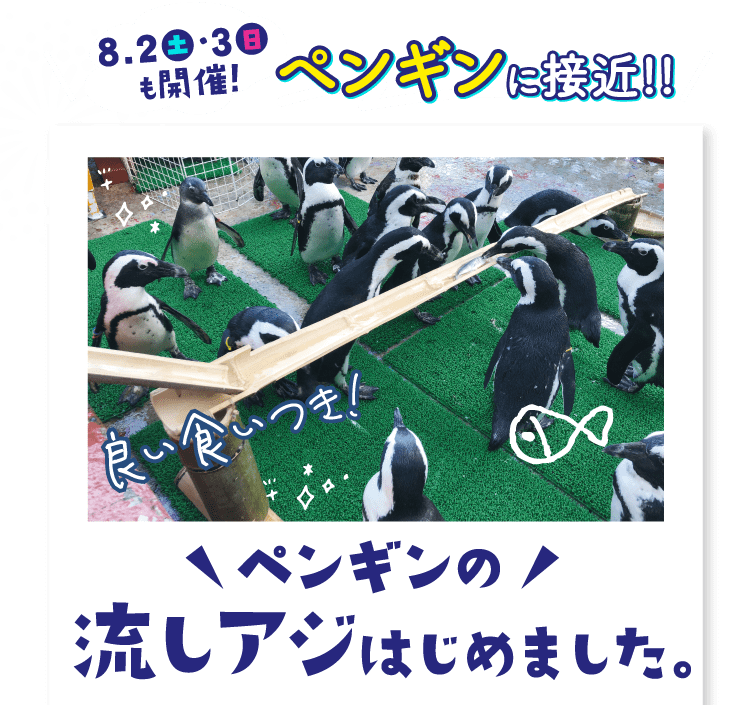 ペンギンに接近